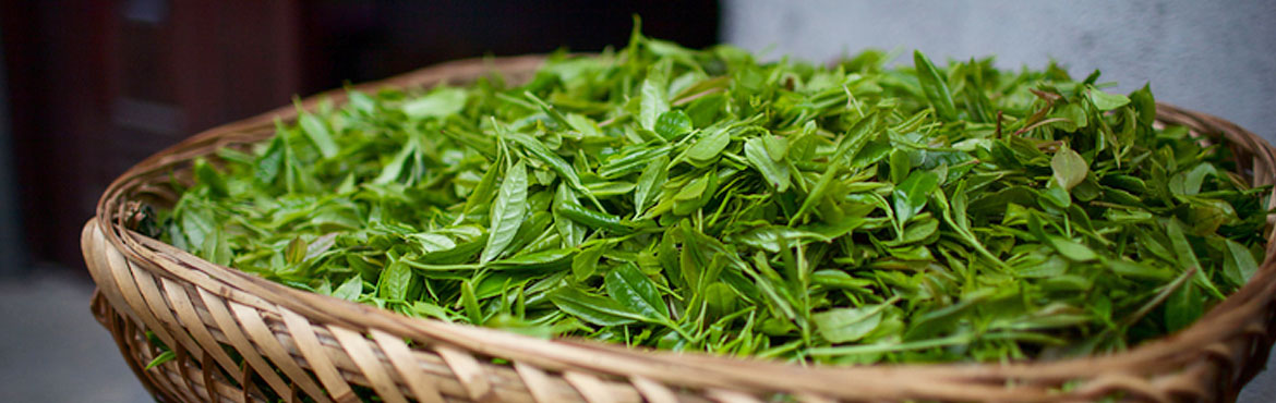 蘭嶺經(jīng)典綠之劍 蘭嶺經(jīng)典綠之劍