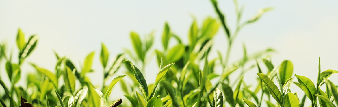 蘭嶺有機(jī)銀毫 蘭嶺有機(jī)銀毫